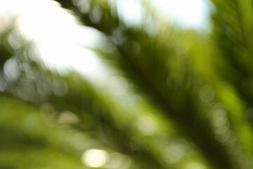 Wall Mural - Blurred view of palm leaves on sunny day outdoors. Bokeh effect