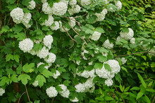 Gelder, Snowball Tree, Viburnum Opulus F. Roseum L , "boule De Neige" In Blooming State, On Green Leaves Background, Close Up