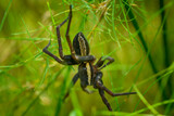 Fototapeta  - Duży czarny pająk przybrzeżny z żółtym paskiem na boku czai się w trawie