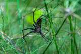 Fototapeta  - Piękny czarny duży pająk  siedzący w trawie wyczekujący na ofiarę polowania bagnik nadbrzeżny 