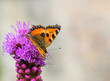 Pomarańczowy admirał motyl rusałka pokrzywnik z czarnymi plamkami i czarną obwódką dookoła skrzydeł siedzący na fioletowymi kwiatku