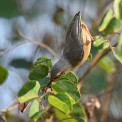 Wall Mural - Long-billed Crombec (Sylvietta rufescens) foraging in a bush