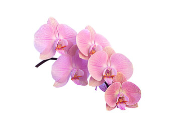 Branch of beautiful pink Phalaenopsis orchid isolated on white