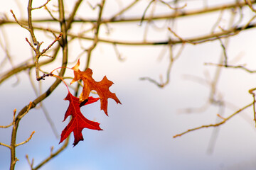 last two leaves on the branch of the tree on the fall season