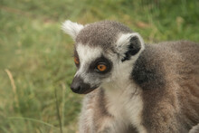 Ring-tailed Lemur Head Portrait Closeup On Green Grass Background