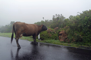 Canvas Print - cow in the foggy mountains