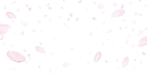 桜の花びら イラスト素材