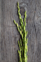 rice grain shape and texture