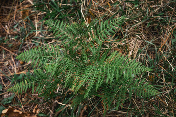 Wall Mural - Green fern leaves on a sunny summer day. Beautiful textured fern leaves in autumn. Green branches of a fern in the forest. Fern plants on the background of the forest.