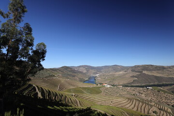 Wall Mural - The Douro river and the terraced vineyards near Folgosa do Douro, Alto Douro. A UNESCO World Heritage Site, Portugal