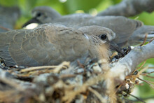 Pair Of Turtledoves In The Nest