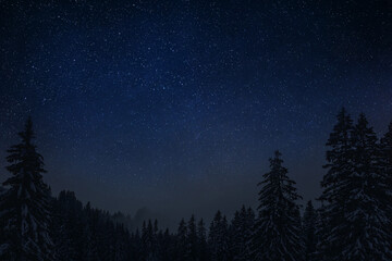 Wall Mural - night clear starry sky in a snowy forest on christmas eve