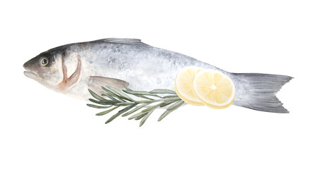 Wall Mural - Watercolor illustration of raw fish sea bass isolated on white background