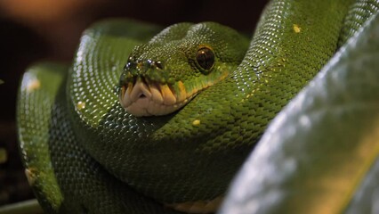 Wall Mural - Closeup of a green tree python (Morelia viridis)