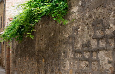 ivy growing on a wall