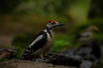 Poster - Closeup of a great spotted woodpecker standing on the ground