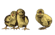 Vector Color Set Of Chicks On White Isolated, Yellow Newborn Chicks Collection,graphical Illustration