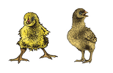 Vector color set of chicks on white isolated, yellow newborn chicks collection,graphical illustration