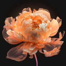 Xiejiainng Many  Beautiful Spectral Light Orange Peony Flower D 02  (1)
