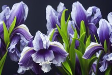 Bouquet Of Purple Iris Flower On Black Background