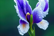 Macro Petals With Dew Droplets On Iris Flower On Blurred Background