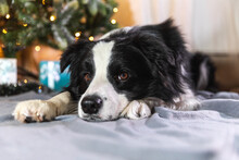 Funny Portrait Of Cute Puppy Dog Border Collie With Gift Box And Defocused Garland Lights Lying Down Near Christmas Tree At Home Indoors. Preparation For Holiday. Happy Merry Christmas Time Concept.