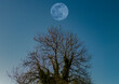 Full moon above a large tree in winter in a rural area of Wiltshire, UK