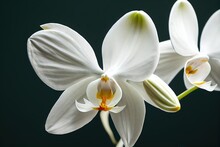 Large Snow-white Orchid Flowers With Yellow Center On Black Background
