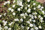 Fototapeta Big Ben - Arenaria montana blooming white