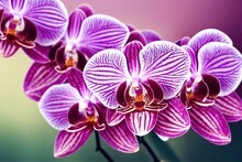 Pink White Striped Flowers Orchid Flowers On Blurry Background