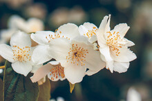 Spring. Flowering Sweet Mock Orange. Delicate Fragrant White Flowers Close Up