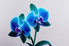 Blue And Blue Orchid Flowers On Stem On Light Background