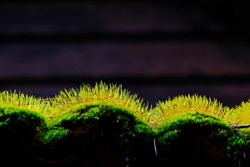 Wall Mural - Water dropped on green moss at old carved tile with blurred background.