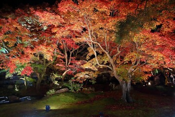 Canvas Print - Japan night illumination of autumn leaves