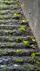 Poster - moss overgown stairway at monte