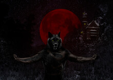 Art And Fantasy, Man Turning Into A Werewolf During A Blood Moon