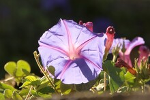 Closeup Of A Purple Morning Glory With Sunlight Hitting From The Back
