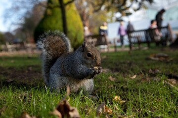 Canvas Print - Squirrel sitting on the grass and eating nuts in a park