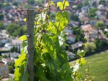 Closeup Of A Green Grape Leaves On A Vine In A Vineyard