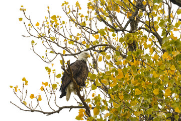 Poster - Bald eagle. White Rock Lake, Dallas, Texas.