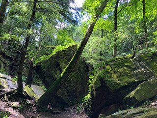 tree in the forest