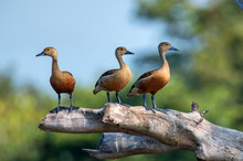 Lesser Whistling-duck Or Dendrocygna Javanica Perches On A Tree