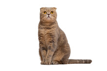 A Red-haired Scottish Fold Cat With Yellow Eyes Isolated On A White Background. Isolate Of A Sitting Cat.