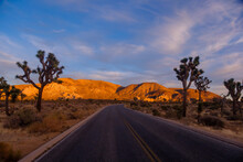 Road Trip With Joshua Trees At Sunset Landscape Around. California, USA