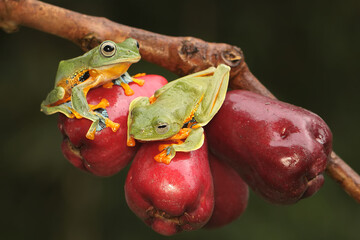 Wall Mural - Two green tree frogs prepare to mate on a branch of a pink Malay apple tree covered in fruit. This amphibian has the scientific name Rhacophorus reinwardtii.