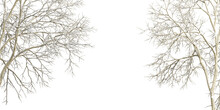 Winter Tree Branches With Snow Isolated  