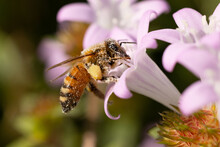 A Bee Covered In Pollen Grains While It Visits A Light Purple / Pink Flower In Sarasota County, Florida