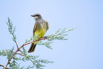 Canvas Print - Closeup of a cute Cassin's Kingbird perching on a tree branch with blue sky on the background