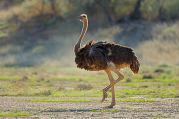 Wall Mural - female ostrich (struthio camelus) in natural habitat, kalahari desert, south africa.