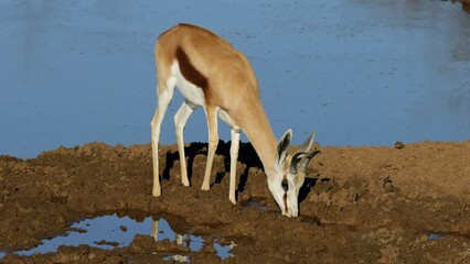 Wall Mural - A springbok antelope (Antidorcas marsupialis) drinking at a waterhole, Mokala National Park, South Africa